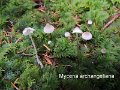 Mycena arcangeliana-amf1334